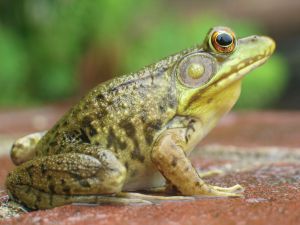frog.jpg