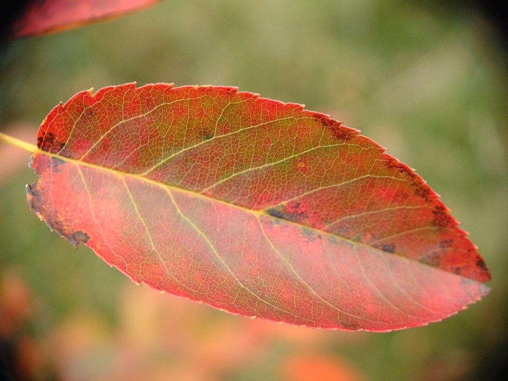 autumn-leaf